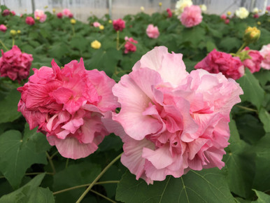 Hibiscus 'Confederate Rose' 3 Gallon - Cofer's Home & Garden