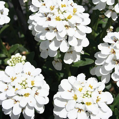 IBERIS　61509 Iberis Sempervirens Candytuft | SiteOne US