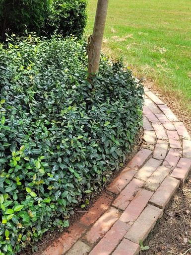 ジャスミン Asiatic Jasmine 3.5 Inch - Cofer's Home & Garden