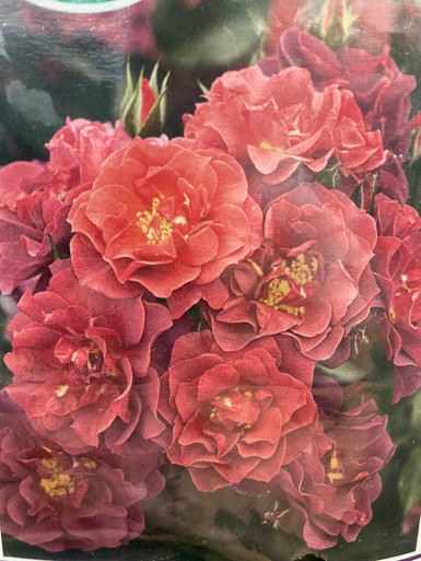 Fire Works Ruffle Rose ROSE MIDNIGHT FIRE WEEKS - Cofer's Home & Garden