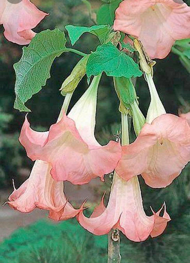 ANGEL TRUMPET PINK #3 - Cofer's Home & Garden