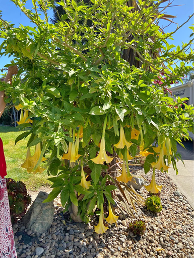 ANGEL-TRUMPET-YELLOW-FB__47661