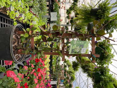 JASMINE-TRELLIS-STUART__50634.