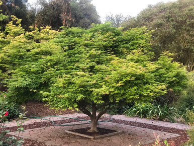 Japanese Maple 'KOTO NO ITO' - Cofer's Home & Garden