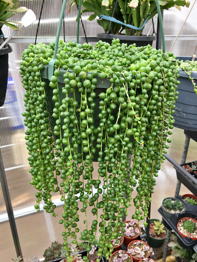 String of Pearls – Plant Shop GR