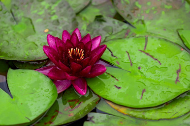 WATER LILY ALMOST BLACK - Cofer's Home & Garden