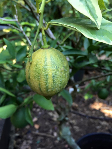 Citrus VARIEGATED LEMON #3 - Cofer's Home & Garden
