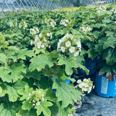 Hydrangea Toy Soldier™ #3 - Cofer's Home & Garden
