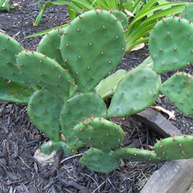 CACTUS HARDY PRICKLY PEAR #3 - Cofer's Home & Garden