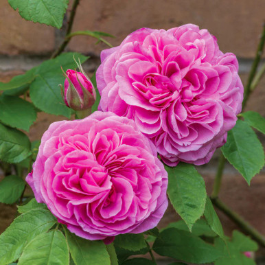 Rose Davis Austin GERTRUDE JEKYLL #3 - Cofer's Home & Garden