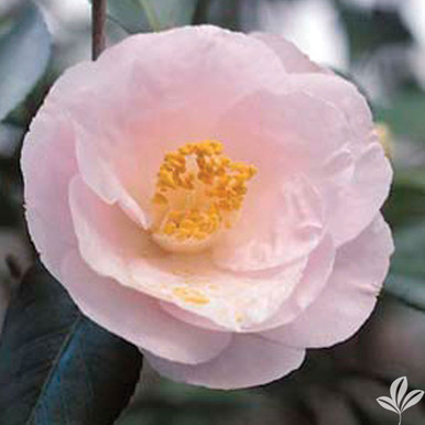 Camellia APRIL BLUSH 3 Gallon - Cofer's Home & Garden