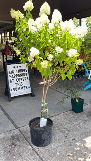 hydrangea0223ページ hydrangea0223ページ Gurney's Seed and Nursery Phantom