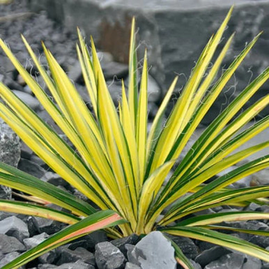 YUCCA BRIGHT EDGE MN #1 - Cofer's Home & Garden