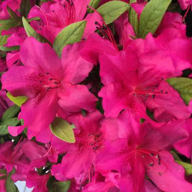 Azalea Raspberry Ripple ReBLOOM™ Azalea Purple Spectacular™ 3 Gallon - Cofer's Home & Garden
