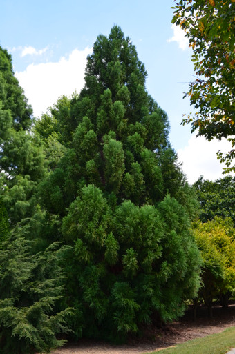 Cryptomeria Yoshino 15 Gallon - Cofer's Home & Garden
