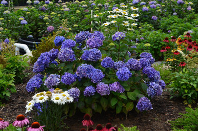 Hydrangea 'Endless Summer® BloomStruck'® 3 Gallon - Cofer's Home