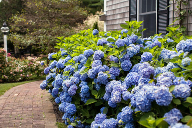 Hydrangea 'Endless Summer'® 8 Inch - Cofer's Home & Garden