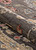 Couristan Elysian Rugs