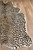 Erin Gates Acadia Rugs