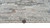 Kas Slate Grey 2400 Sophia Rug