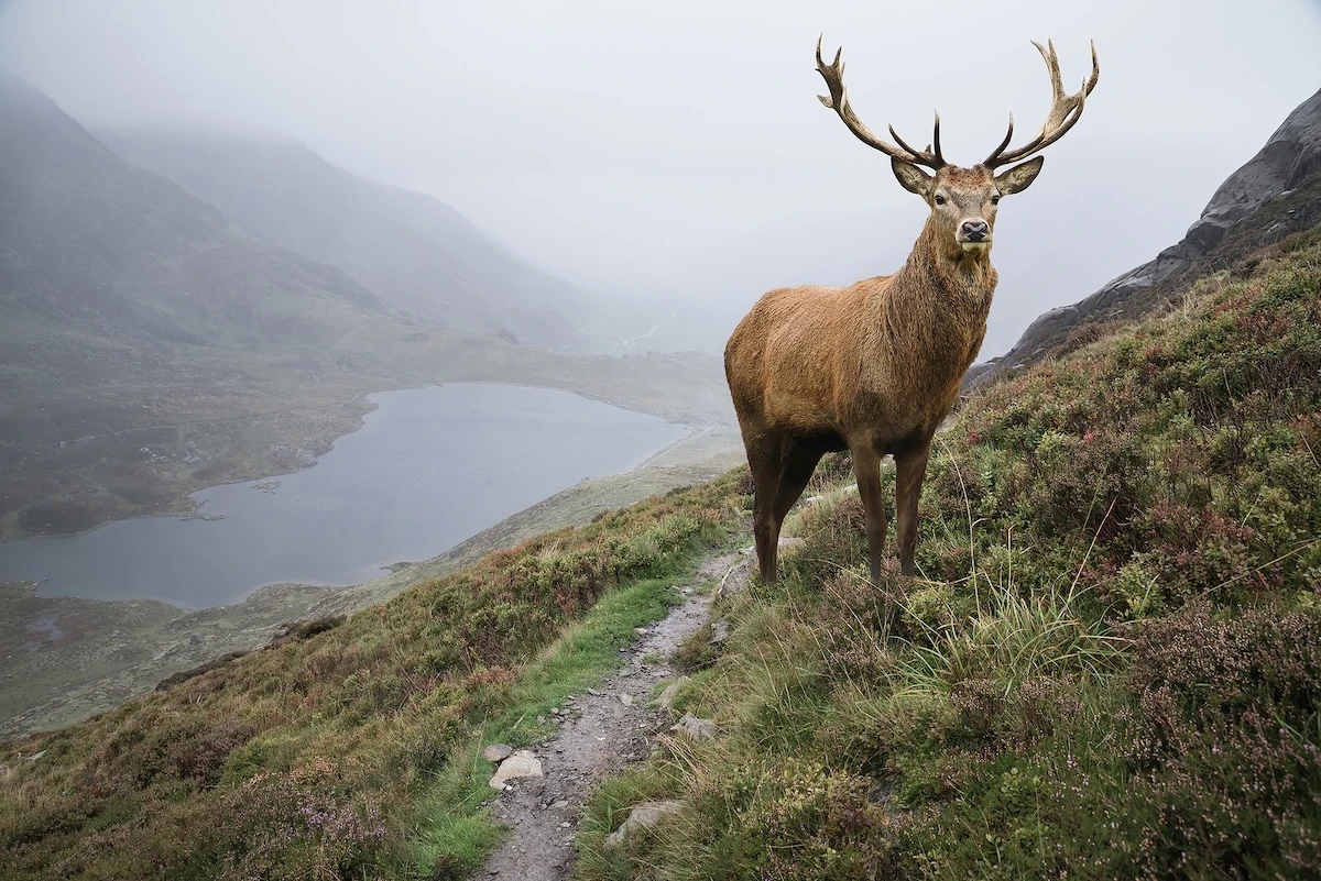 deer in nature
