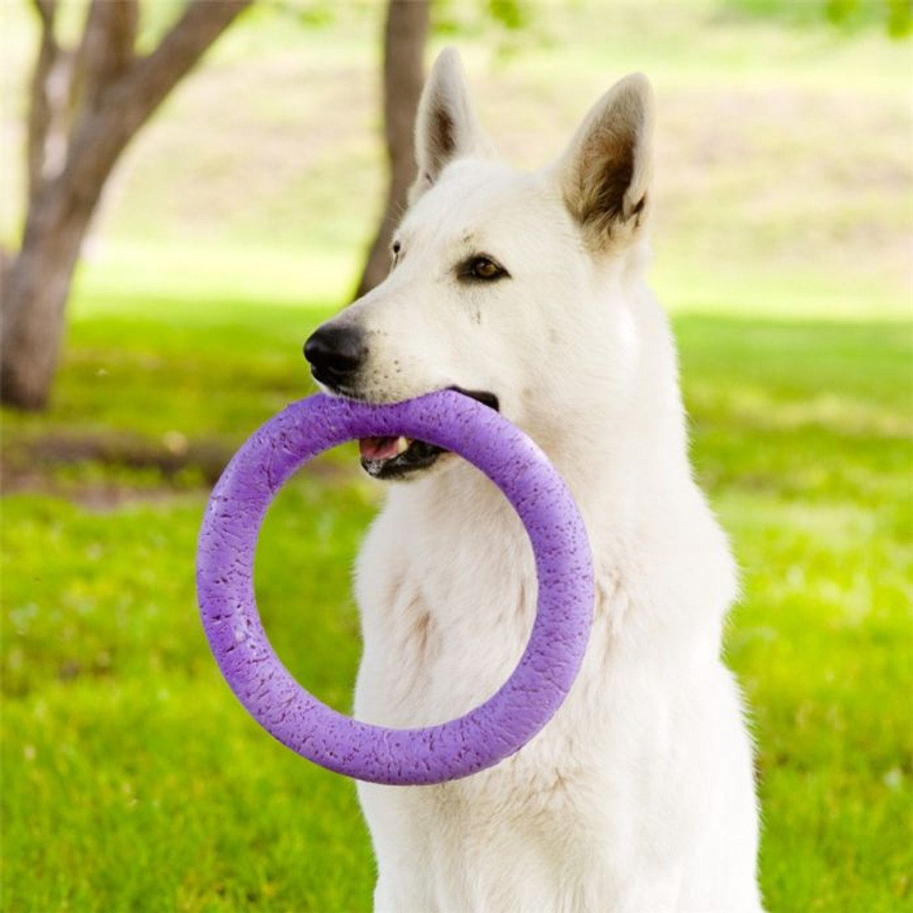 https://cdn11.bigcommerce.com/s-d20sba7s0/images/stencil/1280x1280/products/2762/7959/14516_5440a_2_Puller_Interactive_Dog_Toy____30884.1630379354.jpg?c=1