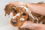 Top tips for grooming your dog