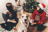 Taking the purr-fect holiday photo with your pet