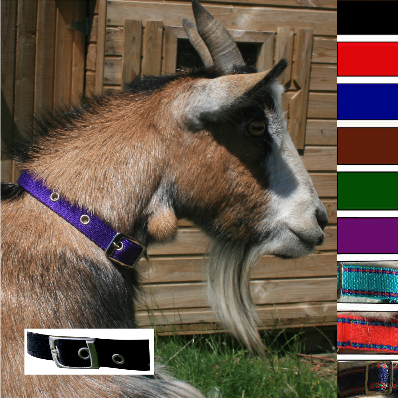 Goat Collar With Buckle Homestead Farm Supplies