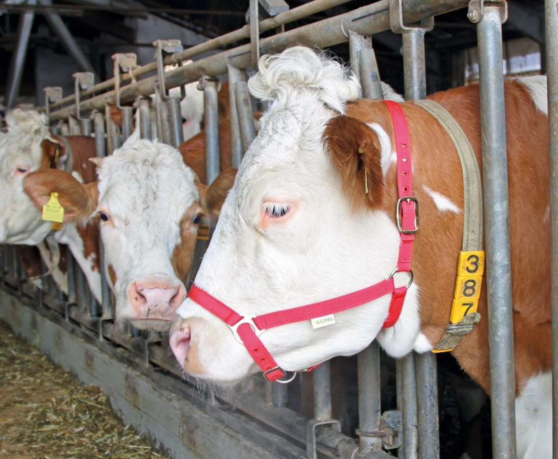 Kerbl Cattle Web Halter - Homestead Farm Supplies