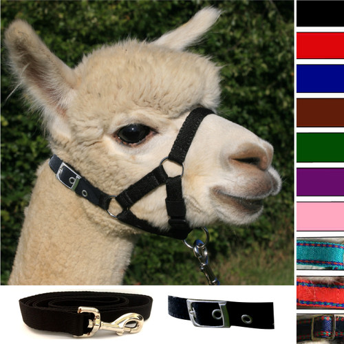 Alpaca Buckle Fastening Headcollar - With Lead - SPECIAL OFFER