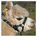 Alpaca Headcollar Buckle Fastening Green