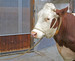 Cattle Halter Cotton Rope 5M with loop