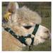 Alpaca Headcollar Buckle Fastening  - With Lead - SPECIAL OFFER