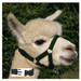 Alpaca Snap Fastening Headcollar - With Lead - SPECIAL OFFER