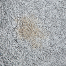 Cowhide Rug DEC23-012 (230cm x 210cm)
