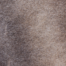 Cowhide Rug MAR24-005 (250cm x 220cm)