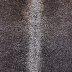 Cowhide Rug MAR24-037 (240cm x 210cm)