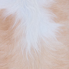 Cowhide Rug MAR24-113 (260cm x 230cm)