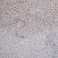 Cowhide Rug JAN25-125 (240cm x 210cm)