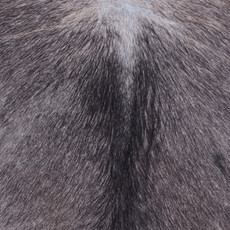 Cowhide Rug JAN25-145 (260cm x 225cm)