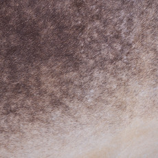 Cowhide Rug JAN25-145 (260cm x 225cm)