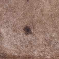 Cowhide Rug JAN25-190 (230cm x 220cm)