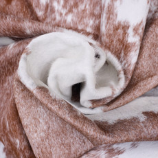 Cowhide Rug FEB25-080 (210cm x 200cm)