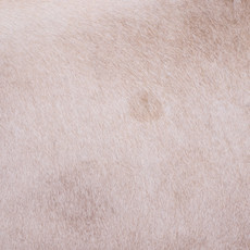 Cowhide Rug FEB25-103 (240cm x 210cm)