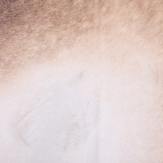 Cowhide Rug FEB25-159 (240cm x 210cm)