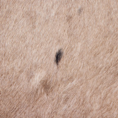 Cowhide Rug DEC25-002 (220cm x 210cm)