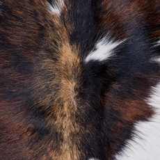 Cowhide Rug FEB26-036 (210cm x 180cm)