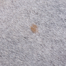 Cowhide Rug FEB26-081 (200cm x 180cm)