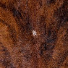 Cowhide Rug FEB26-091 (220cm x 180cm)